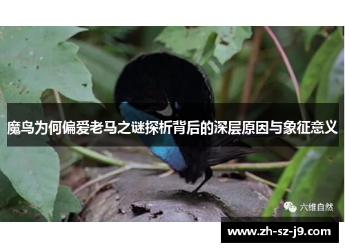 魔鸟为何偏爱老马之谜探析背后的深层原因与象征意义 魔鸟为何偏爱老马之谜探析背后的深层原因与象征意义